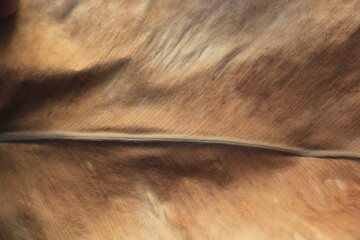 Dry leaves, nature, create beauty