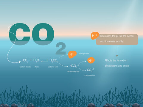 Ocean acidification process.chemical equation and consequences