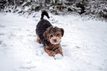 Small black and brown puppy cavapoo in winter in snow