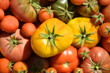 organic heirloom, tomatoes, as background