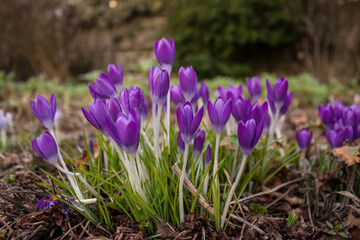 Crocus flowers in the early spring in a garden, close-up