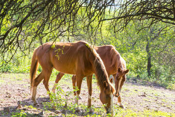 Horse on meadow