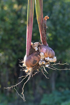 Dug gladiolus corm with roots and small bulbs