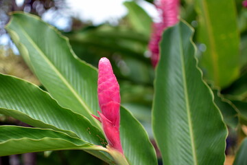 Guzmania (tufted airplant) - flower and bud in Costa Rica