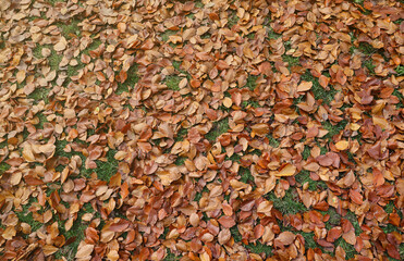 Red and orange autumn leaves background. Outdoor. Colorful backround image of fallen autumn leaves perfect for seasonal use