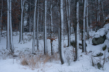 Obraz premium A snowy woodland on a cold December day in Norway.