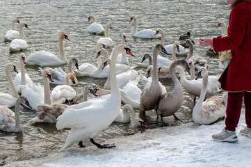 swans feed on the shore of the pond