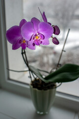 A purple orchid in a pot on the windowsill. A purple orchid plant called phalaenopsis or phala, known as the butterfly orchid.