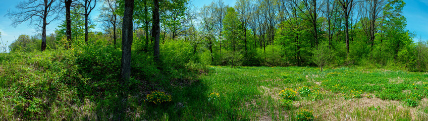 Fototapeta na wymiar Spring forest and field on a background of blue sky