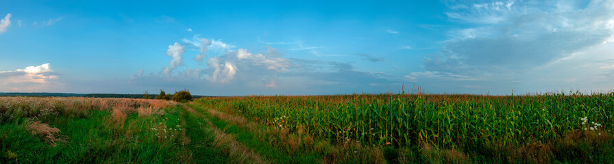 Panoramic view of Corn field plantation with blue sky background.