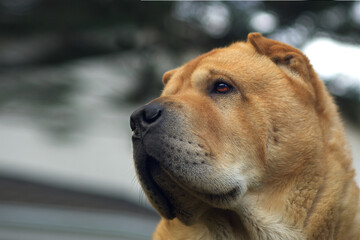 Portrait of a smoot chow dog