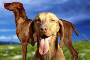 A beautiful specimen of Vizsla (Hungarian Bracco)