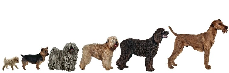 A composition of pretty dogs sorted by size