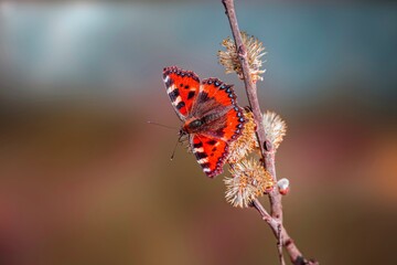 The image shows a butterfly perched on a plant. The butterfly appears to be in a natural outdoor...