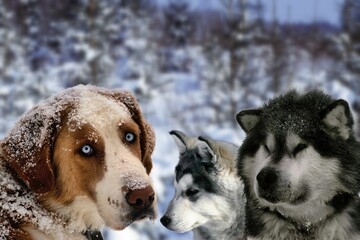 Beautiful sled dogs 02