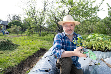 An adult man with a beard and a hat is planting strawberries in a bed in his backyard garden. An amateur gardener grows berries for himself, environmentally friendly, organic farming. Passion 
