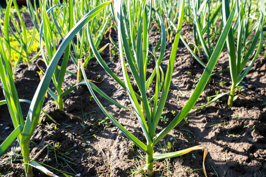 A bed of young garlic in early spring. Growing vegetables in a personal plot. Organic farming.