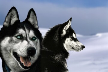 The Siberian Husky is a medium-sized dog of Siberian origin. It is a working breed, although it has become one of the most popular companion dogs.