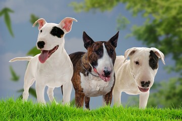 Three specimens of the Bull Terrier dog breed with their characteristic egg-shaped head
