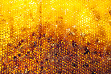 Drop of bee honey drip from hexagonal honeycombs filled with golden nectar