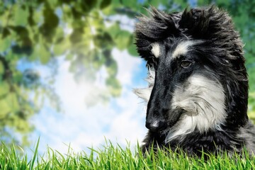 The aristocratic sighthound racing dog, hunting, but also companion