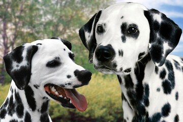 The Dalmatian is a medium-large sized dog breed with a characteristic white coat with black or...