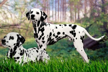 The Dalmatian is a medium-large sized dog breed with a characteristic white coat with black or brown spots belonging to the group of hounds (1)