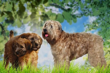 Irish Soft Coated Wheaten Terrier is a dog breed belonging to the Terrier family. Originally from...