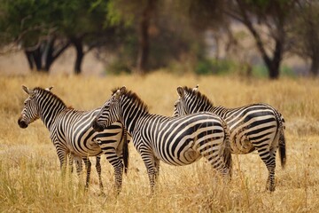 african wilderness, zebras