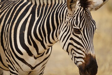 Fototapeta na wymiar african wilderness, zebra