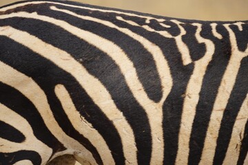 african wilderness, zebra, fur, close up