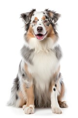 Cute Australian Shepherd dog looking to camera on a white background