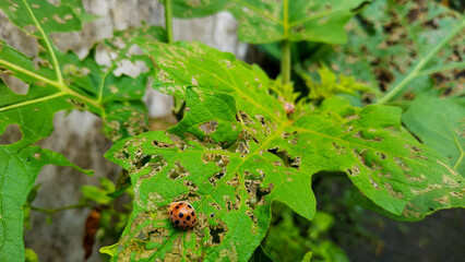 ladybug on a leaf