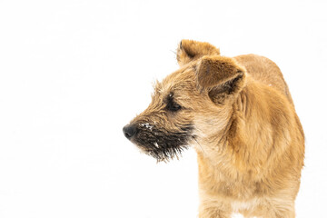 Funny homeless puppy with snow on his face. Portrait of a dog.