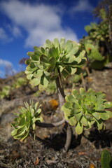 Aeonium urbicum endemic plant to Tenerife