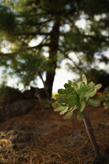 Aeonium urbicum endemic plant to Tenerife