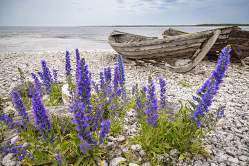 Old wooden fishing boats, and blue fire flowers (Echium vulgare) on the beach in Gotland, Sweden