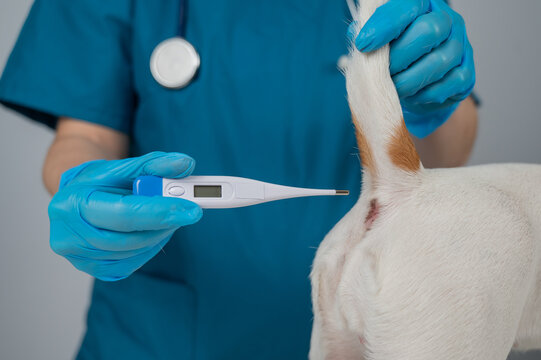 A veterinarian measures a dog's temperature rectally with an electronic thermometer.