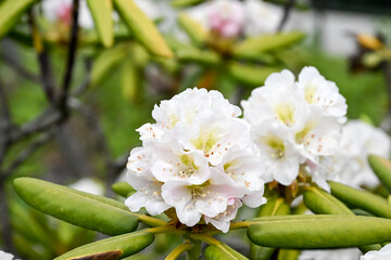 Beautiful blooming Rhododendron brachycarpum flowers.
