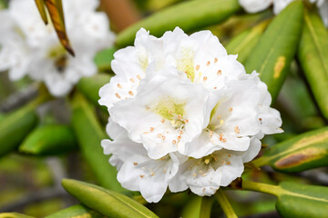 Beautiful blooming Rhododendron brachycarpum flowers.