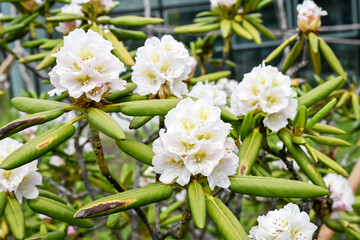 Beautiful blooming Rhododendron brachycarpum flowers.