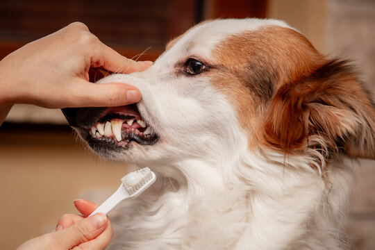 Woman cleaning and brushing teeth of a cute dog at home, tartar and periodentitis