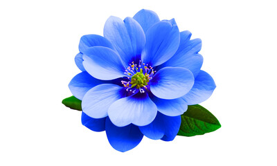 Beautiful blooming blue flower isolated on white background