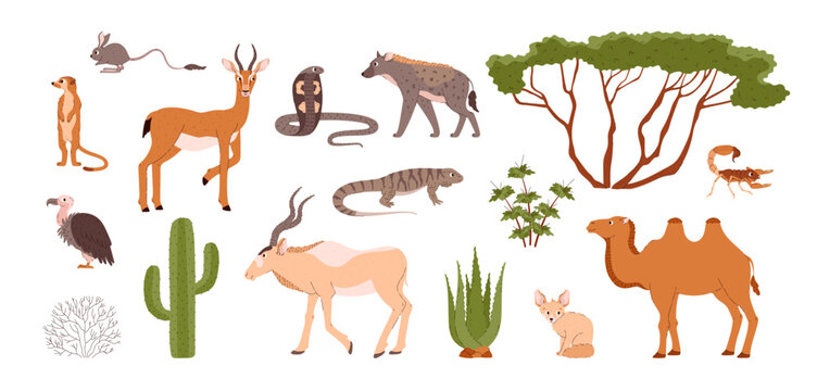 Desert animals and plants set.