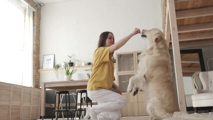 Young woman have fun with her pedigree Labrador Retriever dog together at home