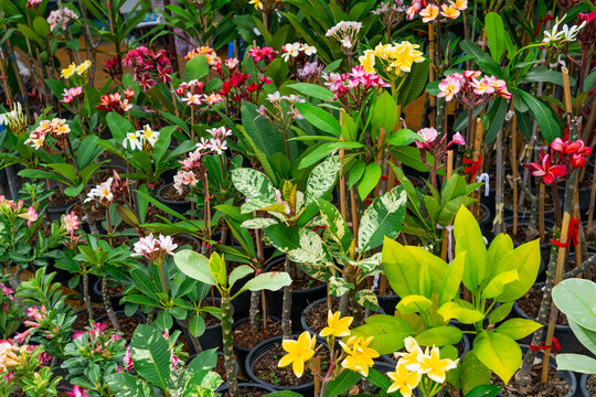 Saplings hybrid selection varieties of plumeria plants with variegated leaves of various colors flowers.
