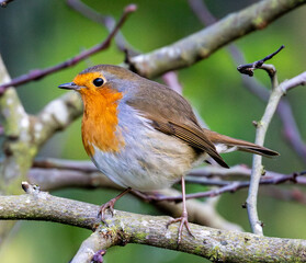 Robin bird perched on a tree branch in a peaceful natural environment.