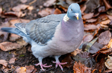 Wood pigeon perched on a cluster of autumn foliage.