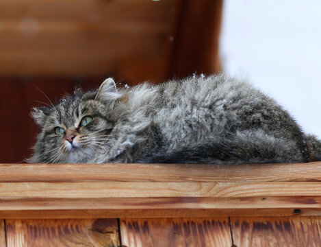 fluffy green-eyed cat with snowflakes on its fur