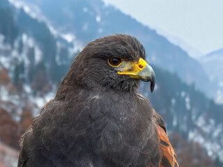 Falke Harris Hawk 